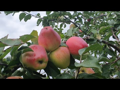 Apple variety Kandil Orlovsky: photo and description, reviews