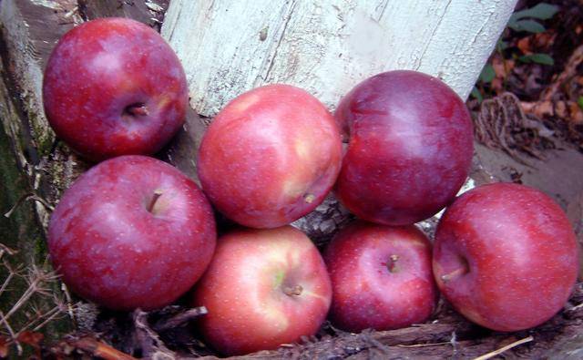 Apple variety Lobo: photo and description of the variety