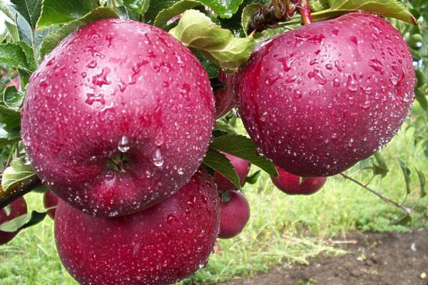 Apple variety Lobo: photo and description of the variety