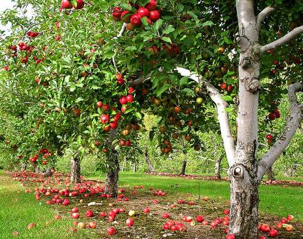 Apple variety Lobo: photo and description of the variety