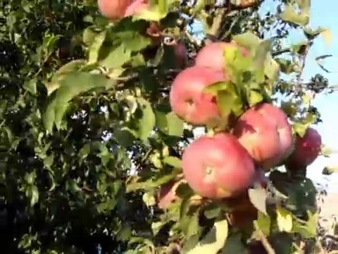 Apple variety Lobo: photo and description of the variety