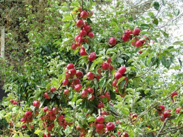 Apple variety Medunitsa: photo and description of the variety