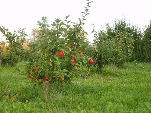 Apple variety Medunitsa: photo and description of the variety