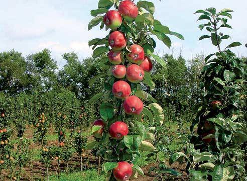 Apple variety Medunitsa: photo and description of the variety