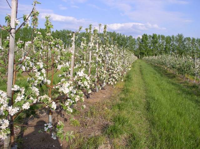 Apple variety Medunitsa: photo and description of the variety