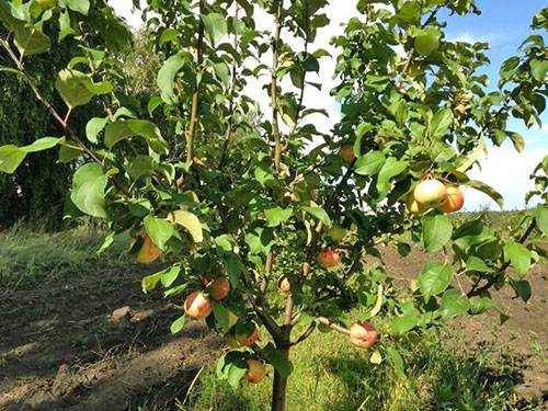 Apple variety Medunitsa: photo and description of the variety