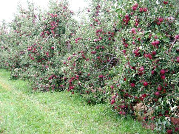 Apple variety Medunitsa: photo and description of the variety