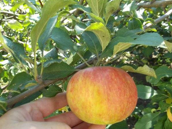 Apple variety Medunitsa: photo and description of the variety