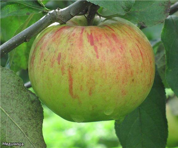 Apple variety Medunitsa: photo and description of the variety