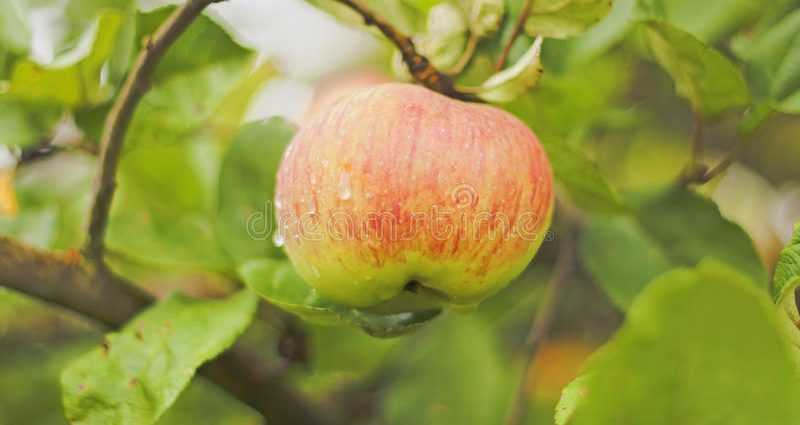 Apple variety Medunitsa: photo and description of the variety