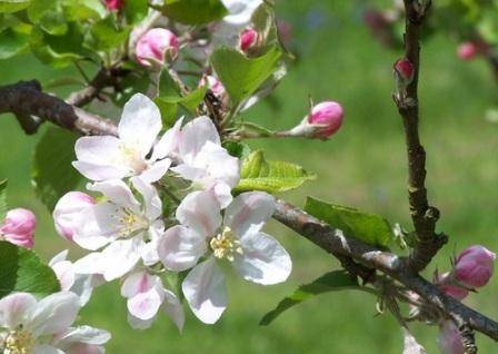 Apple variety Medunitsa: photo and description of the variety