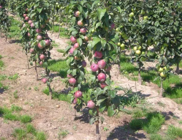 Apple variety Ostankino: photo and description