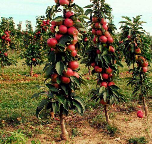 Apple variety Ostankino: photo and description