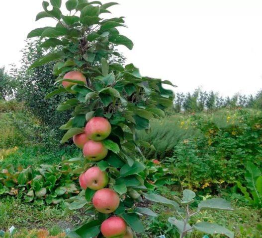 Apple variety Ostankino: photo and description