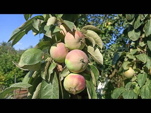 Apple variety Ostankino: photo and description