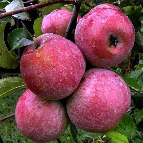 Apple variety Pamyat Ulyanishcheva: photo and description, reviews of gardeners