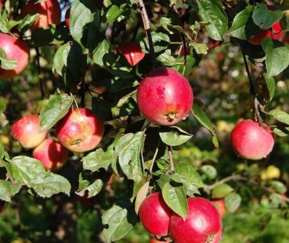 Apple variety Pamyat Ulyanishcheva: photo and description, reviews of gardeners