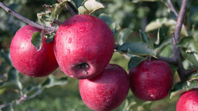 Apple variety Pamyat Ulyanishcheva: photo and description, reviews of gardeners