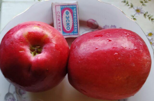 Apple variety Pamyat Ulyanishcheva: photo and description, reviews of gardeners