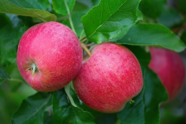 Apple variety Pamyat Ulyanishcheva: photo and description, reviews of gardeners