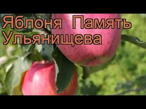 Apple variety Pamyat Ulyanishcheva: photo and description, reviews of gardeners