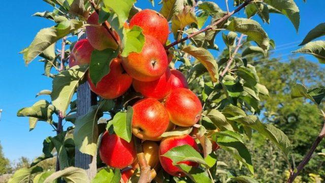 Apple variety Pinova: description and photo, reviews