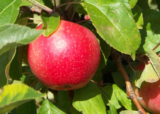 Apple variety Pinova: description and photo, reviews