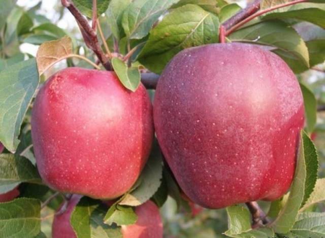 Apple variety Red Delicious