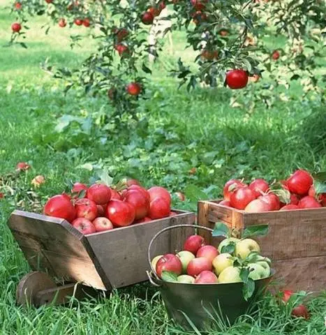 Apple variety Red Delicious