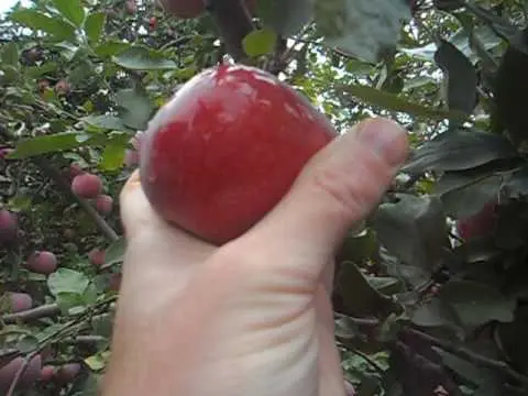 Apple variety Red Delicious