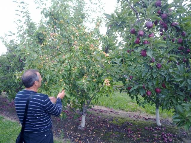 Apple variety Red Delicious