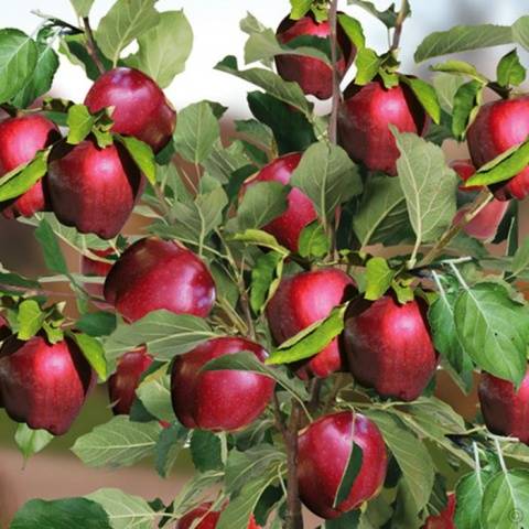 Apple variety Red Delicious – Healthy Food Near Me