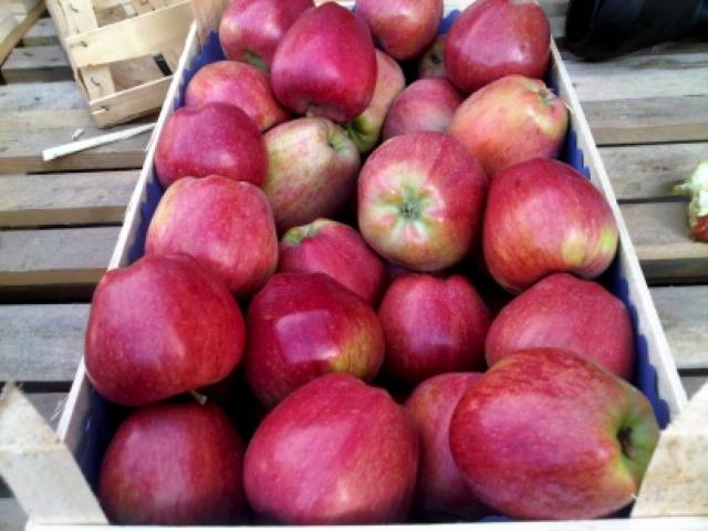 Apple variety Red Delicious