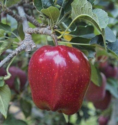 Apple variety Red Delicious