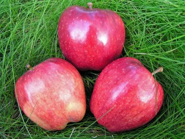 Apple variety Red Delicious