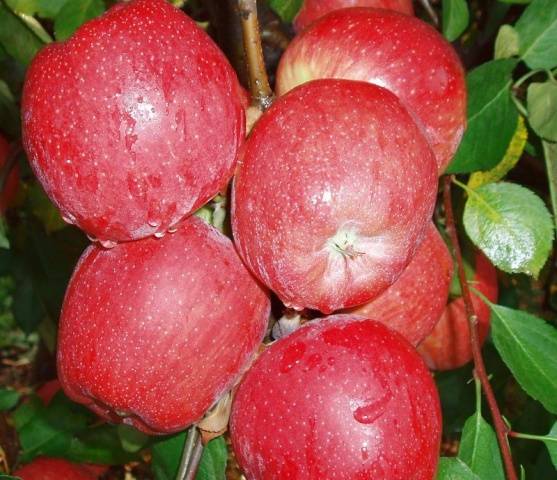 Apple variety Red Delicious