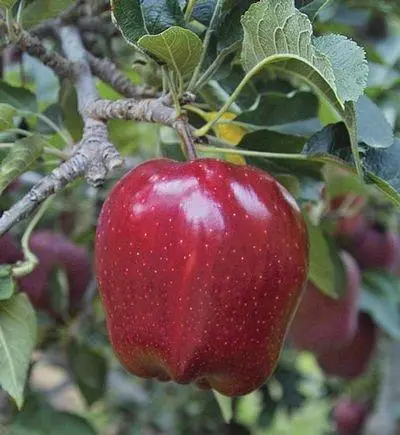 Apple variety Red Delicious