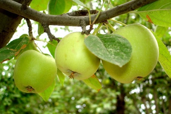 Apple variety Semerenko: characteristic with photo and video