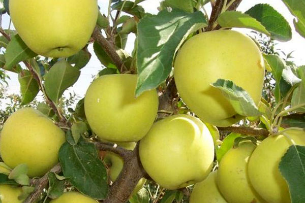 Apple variety Semerenko: characteristic with photo and video