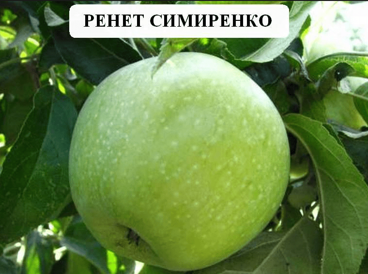 Apple variety Semerenko: characteristic with photo and video