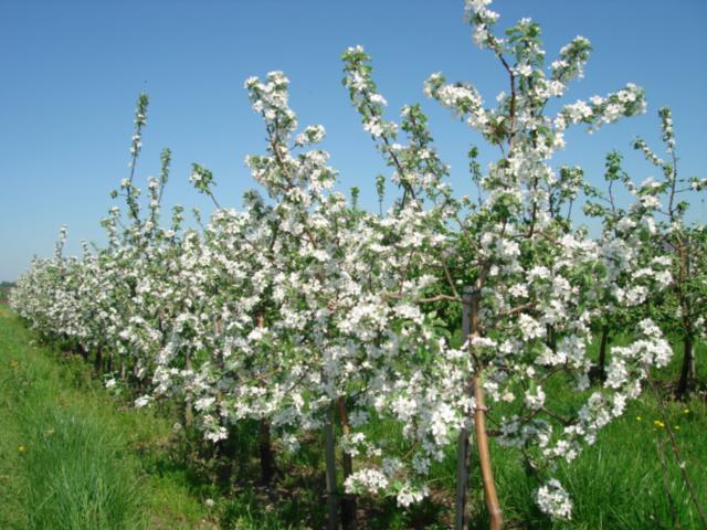 Apple variety Semerenko: characteristic with photo and video