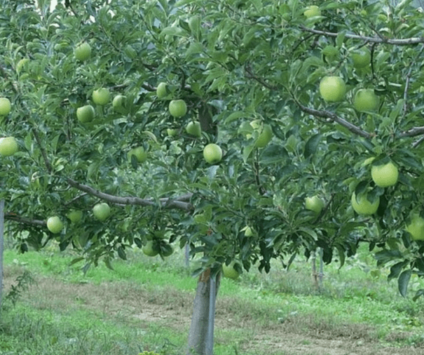 Apple variety Semerenko: characteristic with photo and video