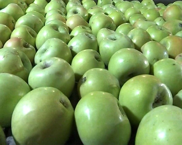 Apple variety Semerenko: characteristic with photo and video