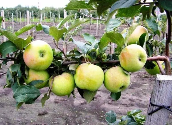 Apple variety Sinap Orlovsky: description and pollinators