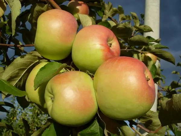 Apple variety Sinap Orlovsky: description and pollinators