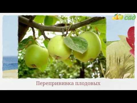 Apple variety Sinap Orlovsky: description and pollinators