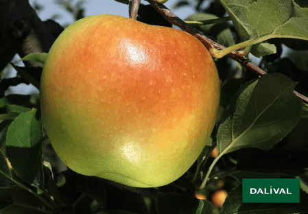 Apple variety Sinap Orlovsky: description and pollinators