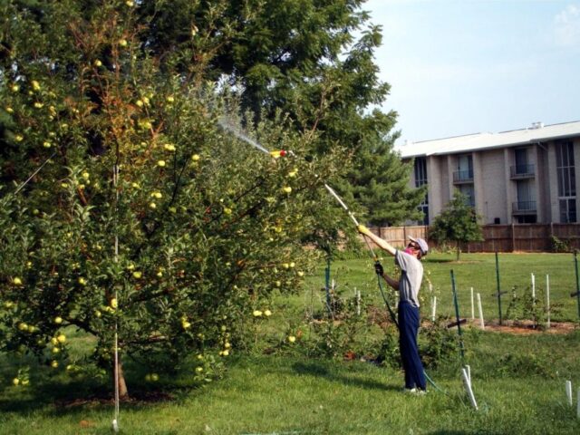 Apple variety Solntsedar: photo and description, reviews