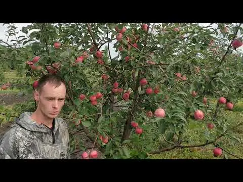 Apple variety Solntsedar: photo and description, reviews