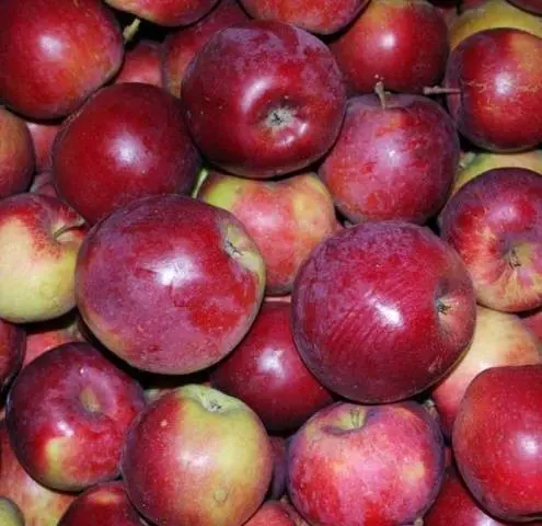 Apple variety Spartan: photo and description of the variety